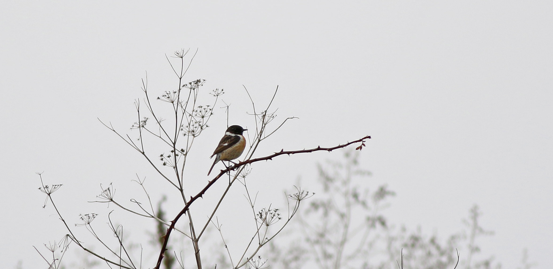 European Stonechat